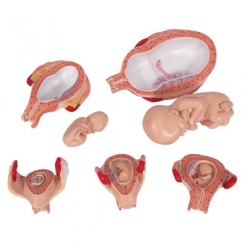 Schwangerschaftsmodell Serie, 5 Modelle - 3B Smart Anatomy