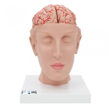 Menschliches Gehirnmodell mit Arterien auf Kopfbasis, 8-teilig - 3B Smart Anatomy