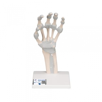 Handskelett Modell mit elastischen Bändern - 3B Smart Anatomy