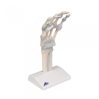 Handskelett Modell mit elastischen Bändern - 3B Smart Anatomy