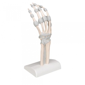 Handskelett Modell mit elastischen Bändern - 3B Smart Anatomy