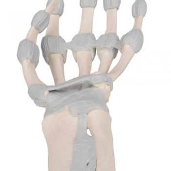 Handskelett Modell mit elastischen Bändern - 3B Smart Anatomy