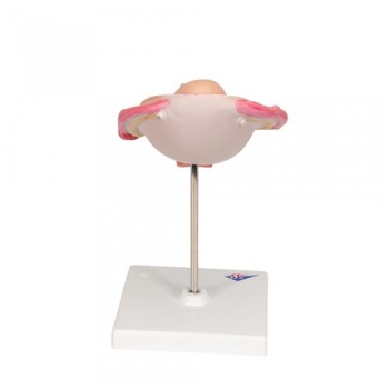 Fetus Modell, 5. Monat, Steißlage
