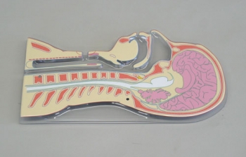 Kinderpflegepuppe, Modell eines 6 Jahre alten Kindes