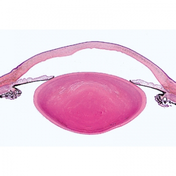 Histologie der Säugetiere, Ergänzungsserie - Englisch