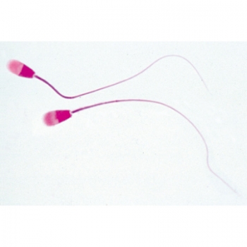 Histologie der Säugetiere, Ergänzungsserie - Englisch