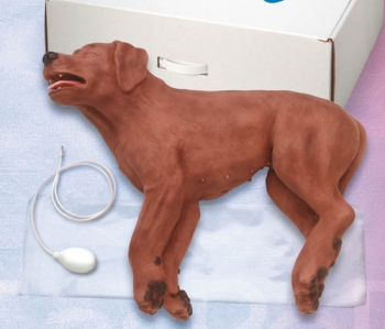 HLW Übungshund CasPeR