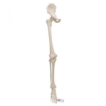Beinskelett Modell mit Hüftknochen - 3B Smart Anatomy