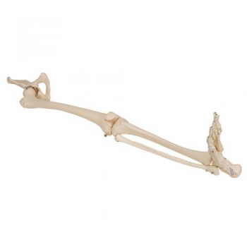 Beinskelett Modell mit Hüftknochen - 3B Smart Anatomy