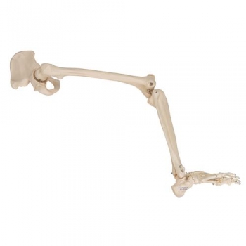 Beinskelett Modell mit Hüftknochen - 3B Smart Anatomy
