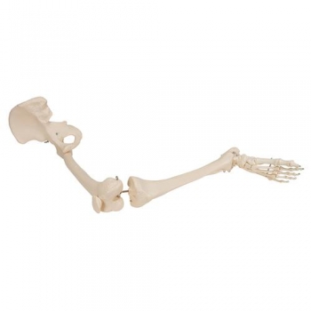 Beinskelett Modell mit Hüftknochen - 3B Smart Anatomy