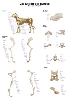 Lehrtafel Das Skelett des Hundes, 70x100cm