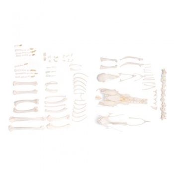 Hühnerskelett (Gallus gallus domesticus), disartikuliert