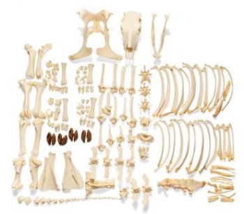 Rinderskelett (Bos taurus), ohne Hörner, disartikuliert