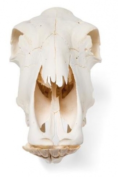 Rinderschädel (Bos taurus), ohne Hörner, Präparat