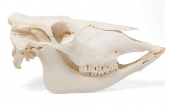 Rinderschädel (Bos taurus), ohne Hörner, Präparat