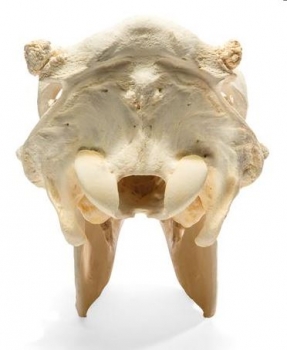 Rinderschädel (Bos taurus), ohne Hörner, Präparat