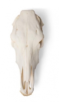Rinderschädel (Bos taurus), ohne Hörner, Präparat