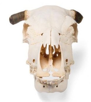 Rinderschädel (Bos taurus), mit Hörner, Präparat