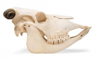 Rinderschädel (Bos taurus), mit Hörner, Präparat