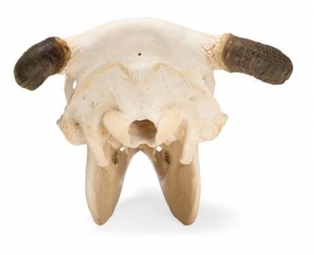 Rinderschädel (Bos taurus), mit Hörner, Präparat