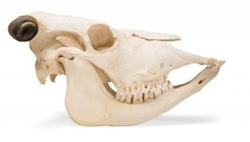 Rinderschädel (Bos taurus), mit Hörner, Präparat