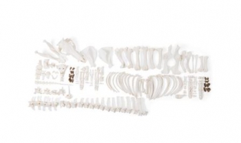 Schweineskelett (Sus scrofa domesticus), männlich, disartikuliert