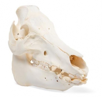 Hausschweineschädel (Sus scrofa domesticus), männlich, Präparat