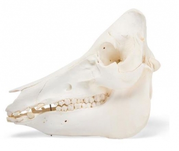 Hausschweineschädel (Sus scrofa domesticus), männlich, Präparat