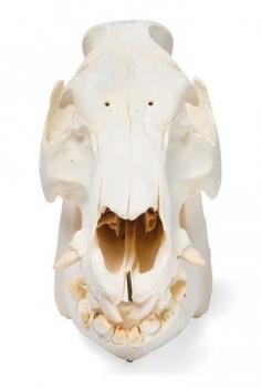 Hausschweineschädel (Sus scrofa domesticus), männlich, Präparat
