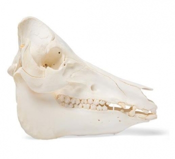 Hausschweineschädel (Sus scrofa domesticus), männlich, Präparat
