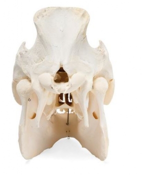 Hausschweineschädel (Sus scrofa domesticus), männlich, Präparat