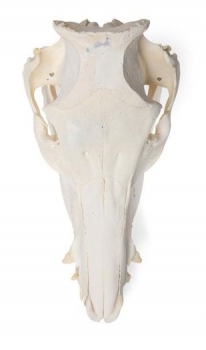 Hausschweineschädel (Sus scrofa domesticus), männlich, Präparat