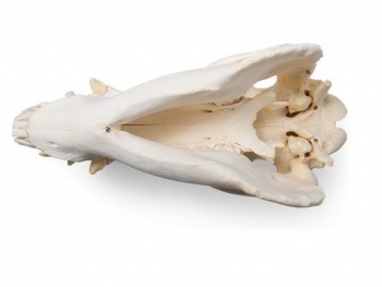 Hausschweineschädel (Sus scrofa domesticus), männlich, Präparat