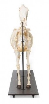 Pferdeskelett (Equus ferus caballus), männlich, Präparat