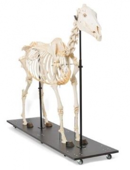 Pferdeskelett (Equus ferus caballus), männlich, Präparat