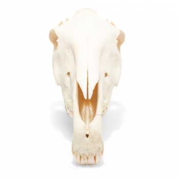 Pferdeschädel (Equus ferus caballus), Präparat