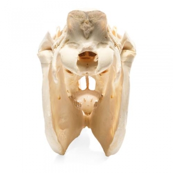 Pferdeschädel (Equus ferus caballus), Präparat