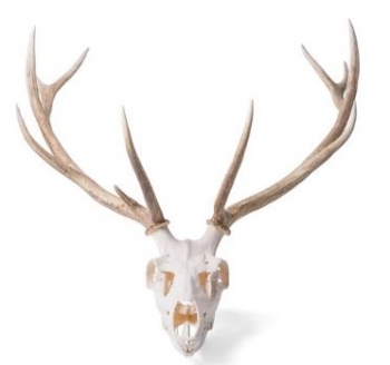 Rothirschschädel (Cervus elaphus), m