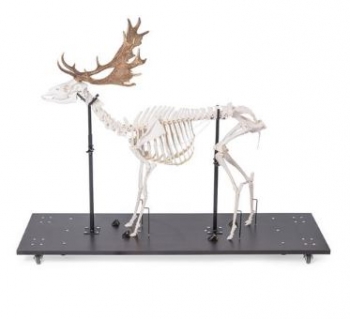 Damhirschskelett (Dama dama), m, artikuliert