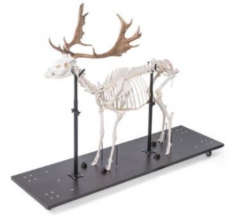 Damhirschskelett (Dama dama), m, artikuliert