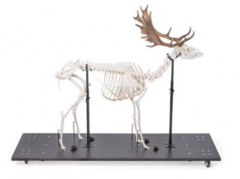 Damhirschskelett (Dama dama), m, artikuliert