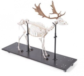 Damhirschskelett (Dama dama), m, artikuliert