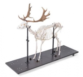 Damhirschskelett (Dama dama), m, artikuliert