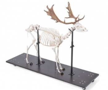 Damhirschskelett (Dama dama), m, artikuliert