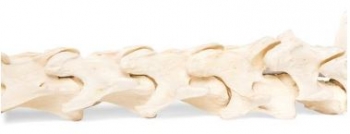 Pferd (Equus ferus caballus), Wirbelsäule, flexibel montiert