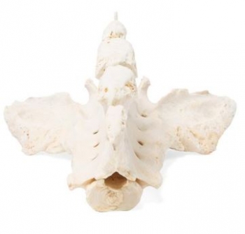 Pferd (Equus ferus caballus), Kreuzbein