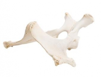 Pferd (Equus ferus caballus), Becken