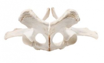 Pferd (Equus ferus caballus), Becken