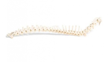 Hund (Canis lupus familiaris), Wirbelsäule, flexibel montiert